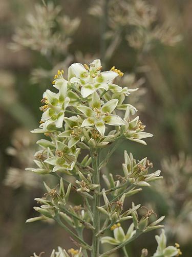 Anticlea (plant)